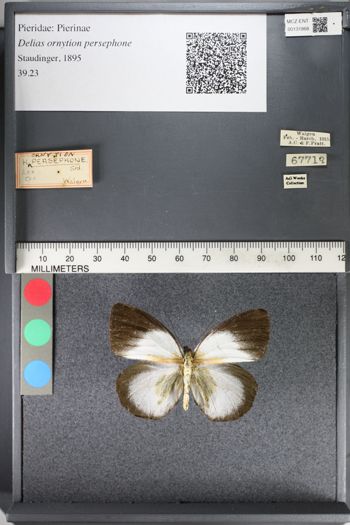 Media type: image;   Entomology 131868